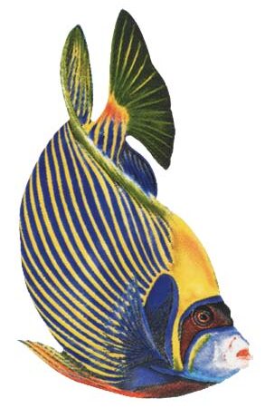 Emperor Angelfish by Custom Mosaics