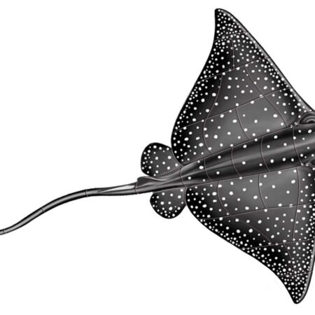ARTIST’S CHOICE SPOTTED EAGLE RAY