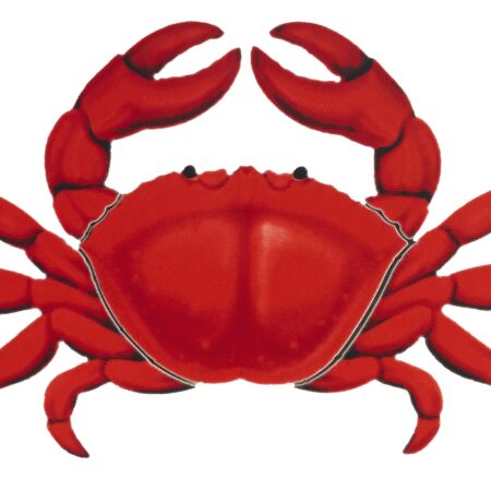Red Crab BY CUSTOM MOSAICS