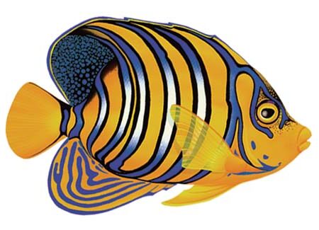 Regal Angelfish by Custom Mosaics