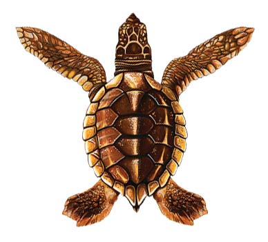 Baby Turtle – Brown 5″x5″ BY CUSTOM MOSAICS