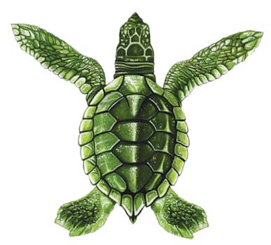 Baby Turtle Green 5″x5″ BY CUSTOM MOSAICS